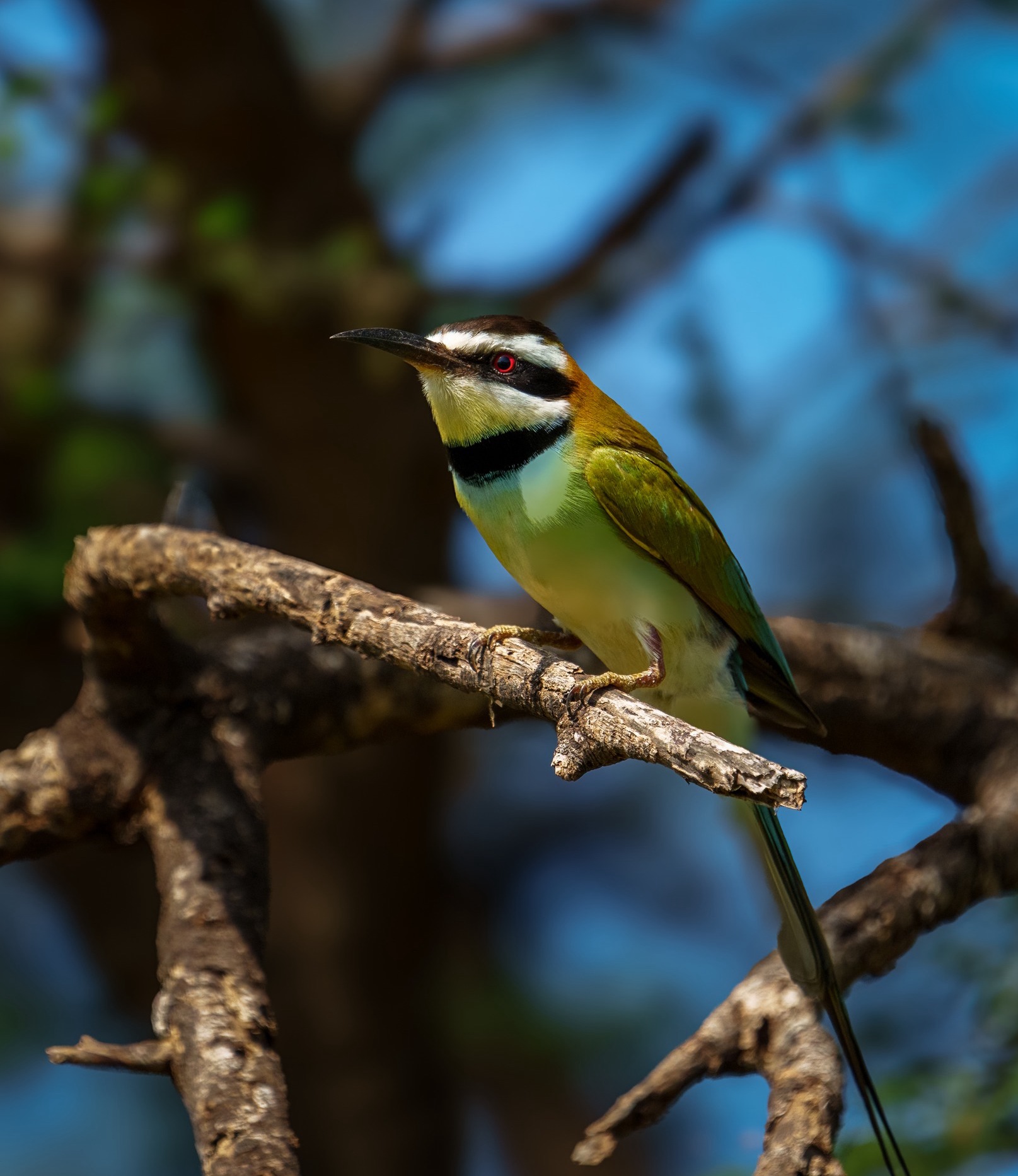 White throated bee eater